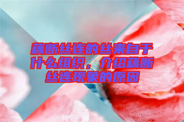藕斷絲連的絲來(lái)自于什么組織，介紹藕斷絲連現(xiàn)象的原因