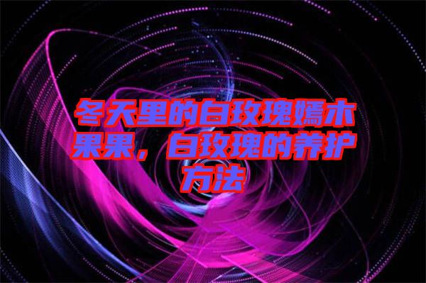 冬天里的白玫瑰嫣木果果，白玫瑰的養(yǎng)護方法