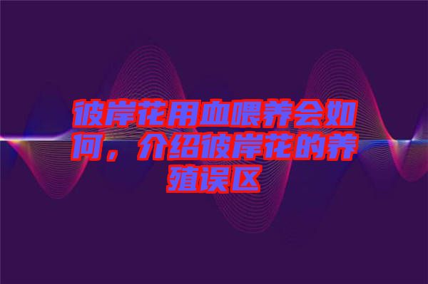 彼岸花用血喂養(yǎng)會(huì)如何，介紹彼岸花的養(yǎng)殖誤區(qū)
