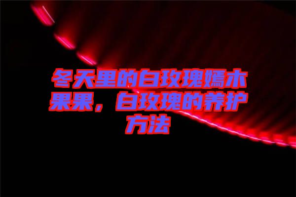 冬天里的白玫瑰嫣木果果，白玫瑰的養(yǎng)護方法