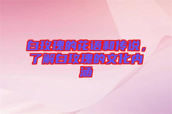 白玫瑰的花語和傳說，了解白玫瑰的文化內(nèi)涵