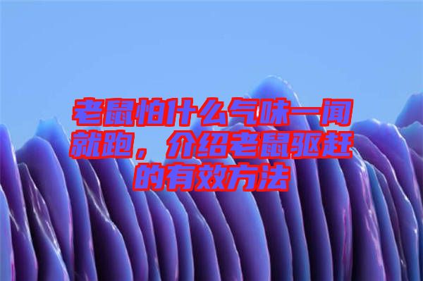 老鼠怕什么氣味一聞就跑，介紹老鼠驅趕的有效方法