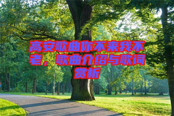 高安歌曲你不來我不老，歌曲介紹與歌詞賞析