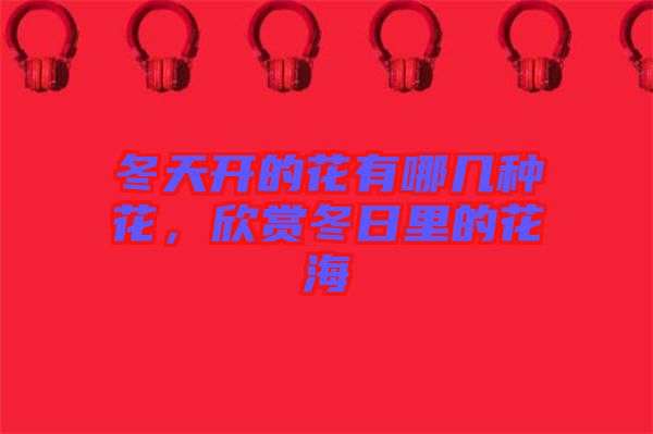 冬天開的花有哪幾種花，欣賞冬日里的花海