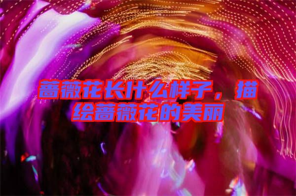 薔薇花長什么樣子，描繪薔薇花的美麗