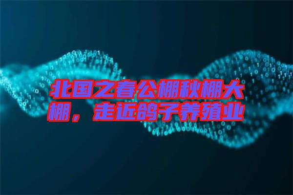 北國之春公棚秋棚大棚，走近鴿子養(yǎng)殖業(yè)